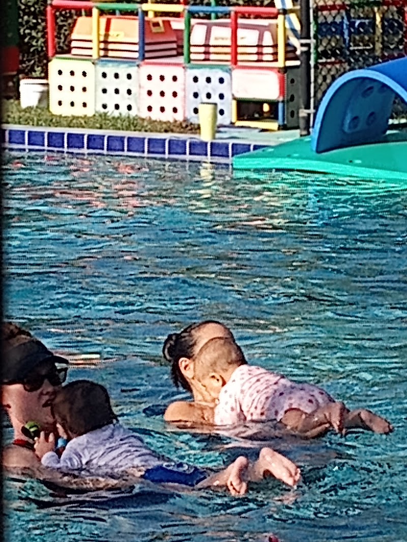 Seal Swim School North Pinellas photo 5