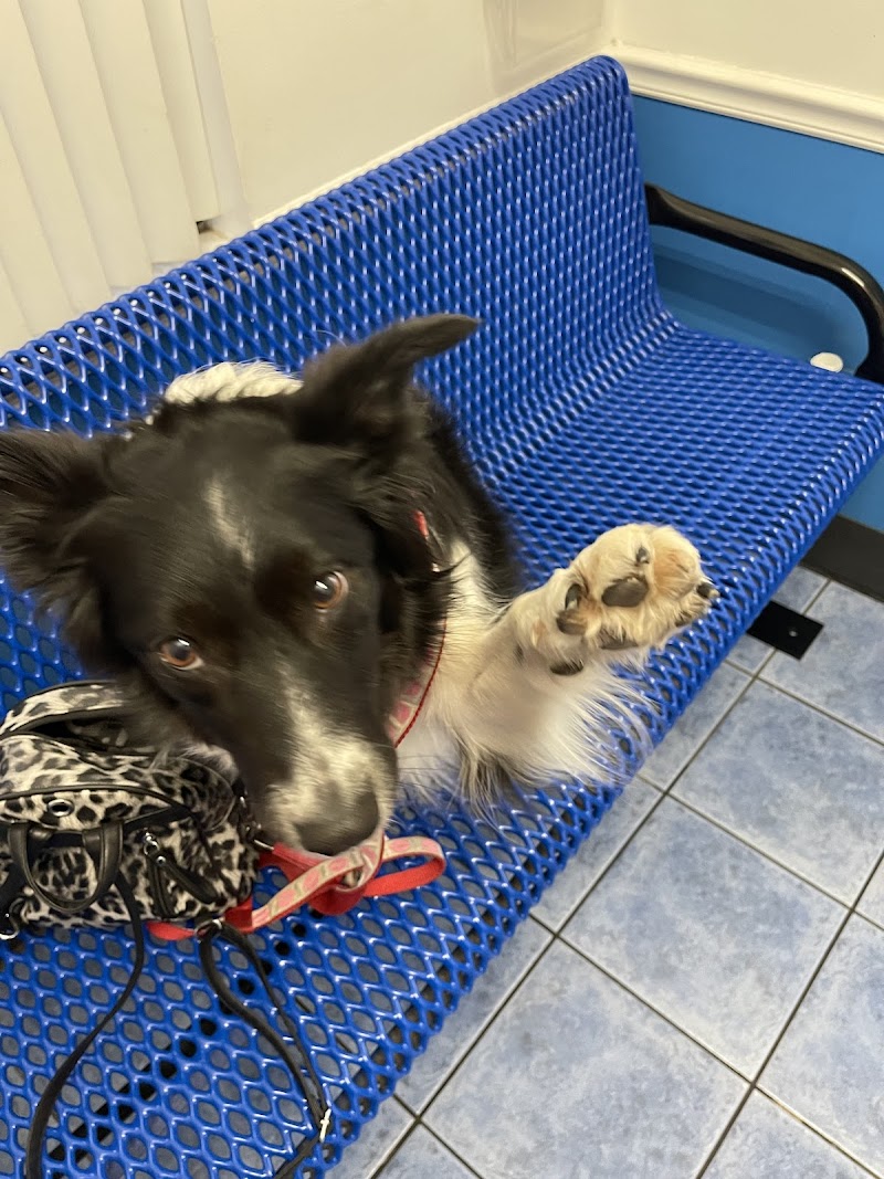County Line Animal Hospital photo 4