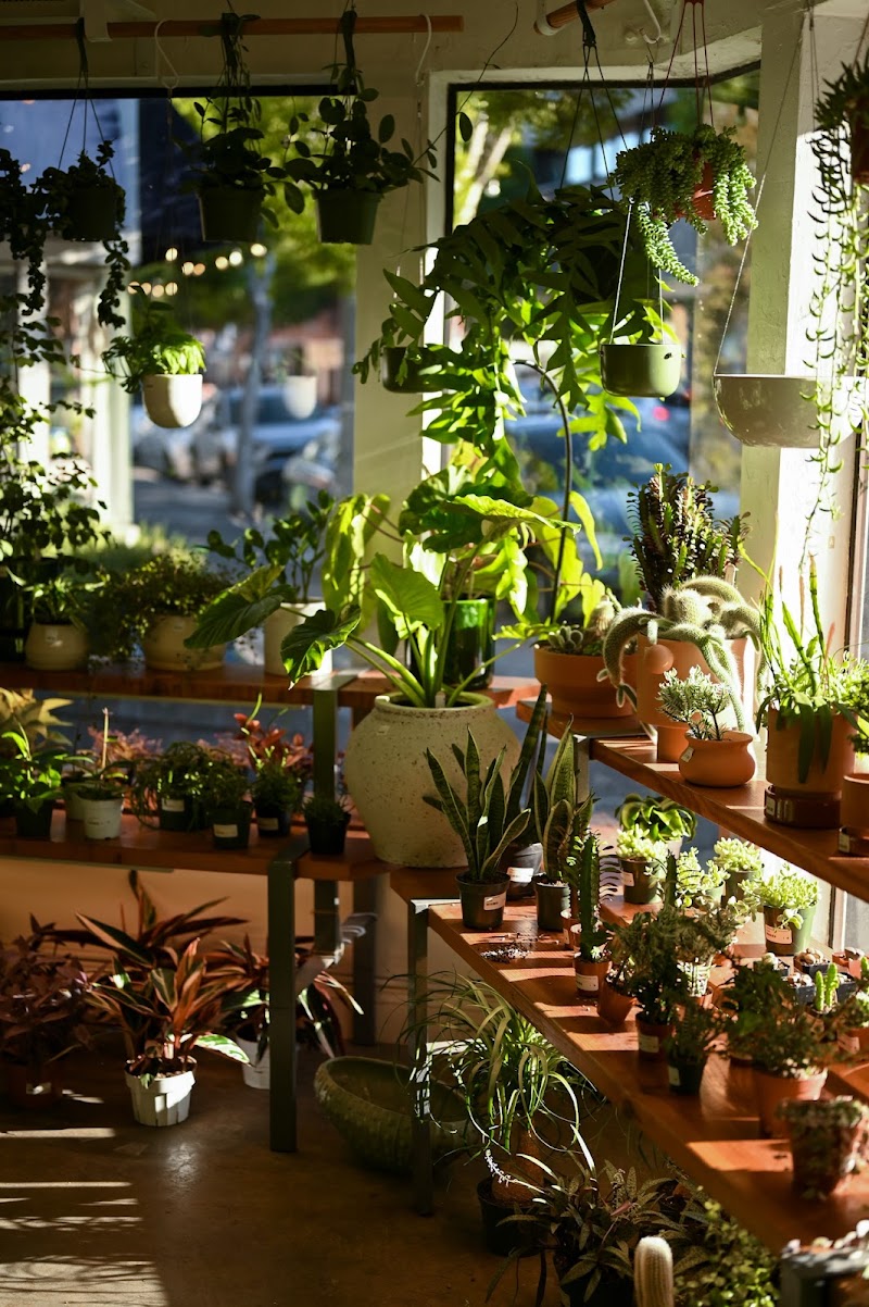 Diameter Plants photo 2