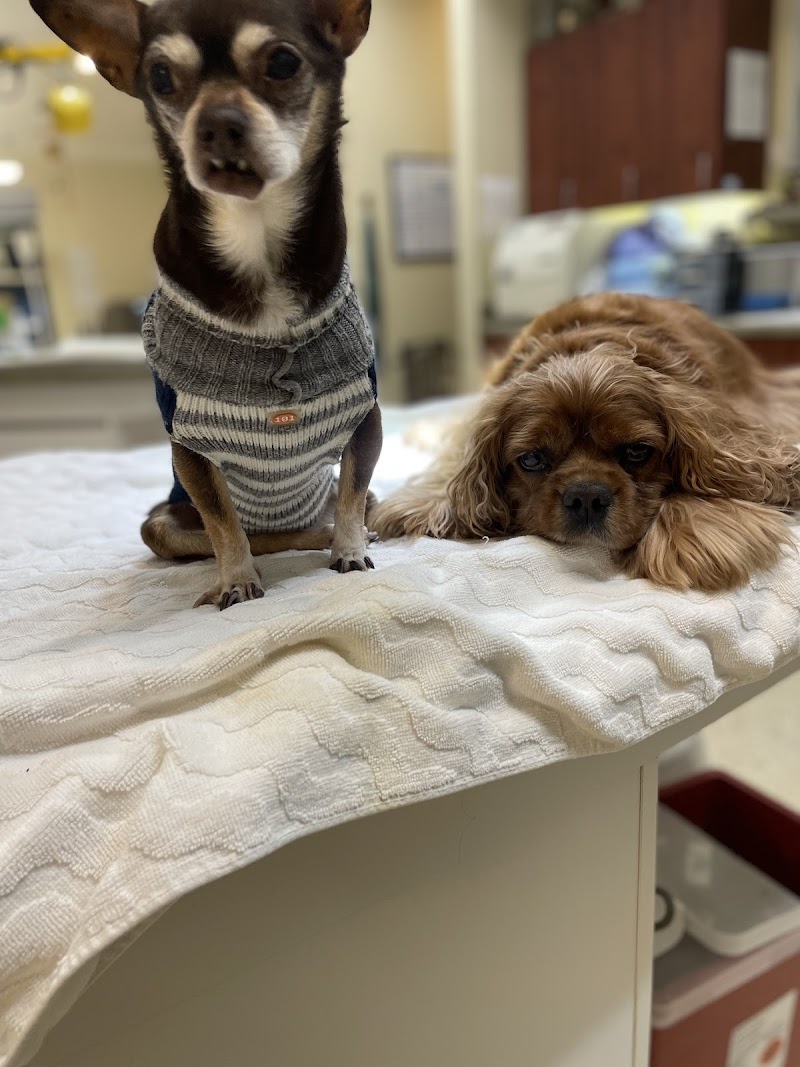 Photo of Calistoga Pet Clinic