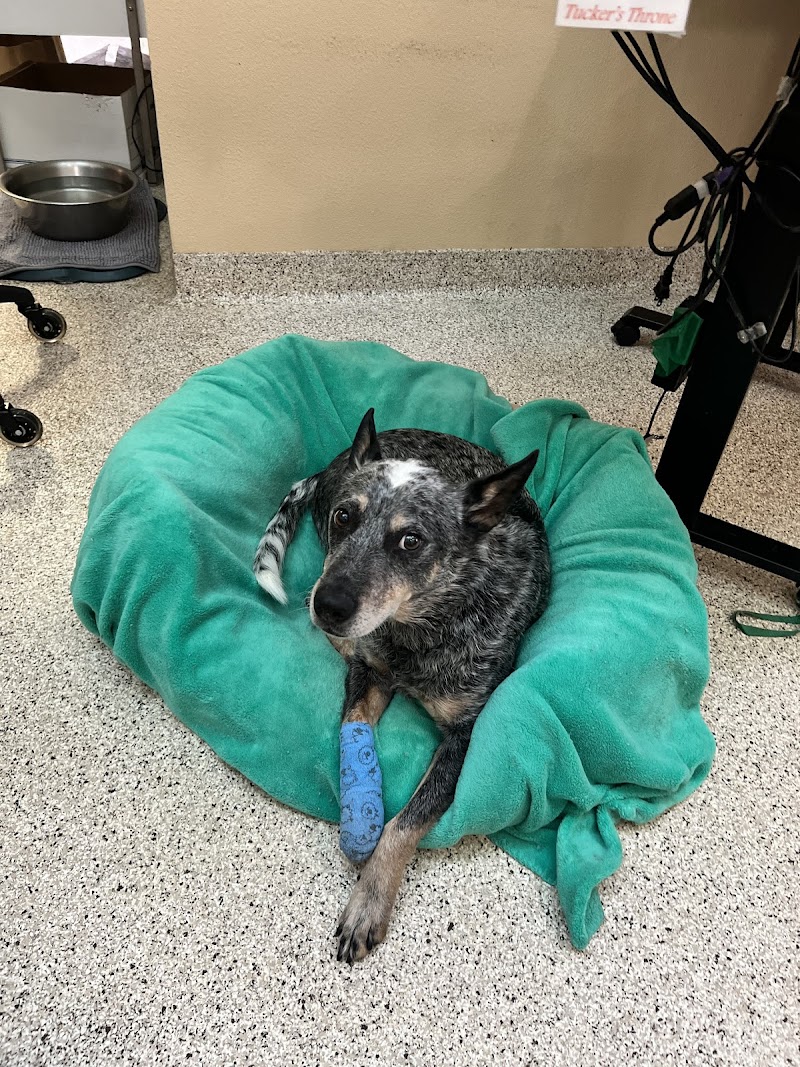 Calistoga Pet Clinic photo 2