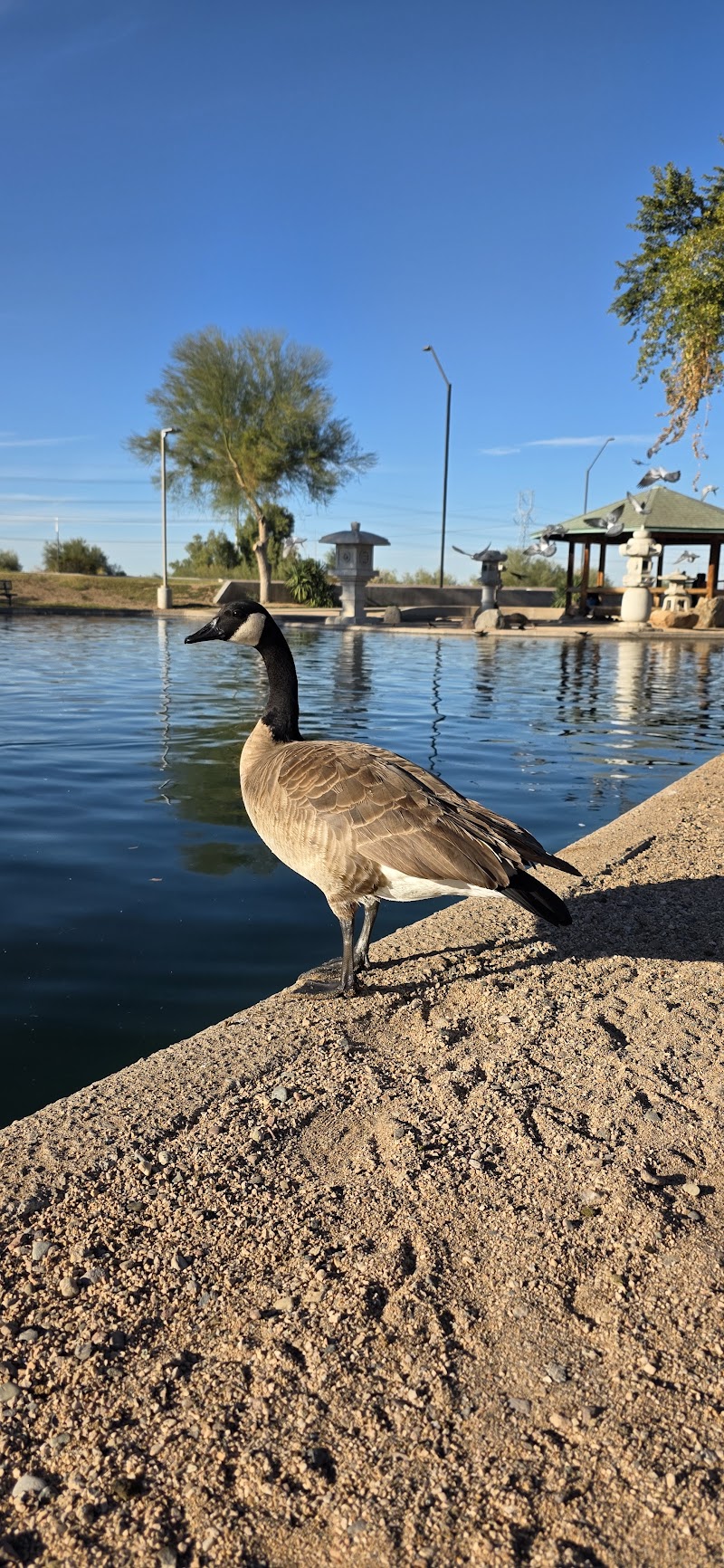 Friendship Park Pond photo 3