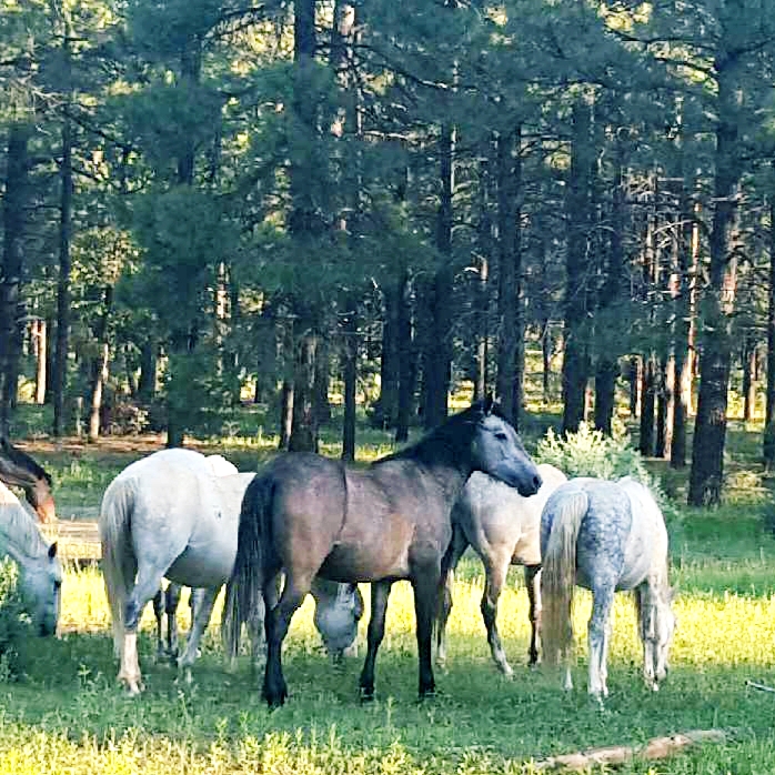 The Kull White Mountain B&B photo 3