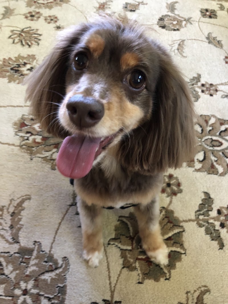 Tamalpais Dog Grooming photo 4