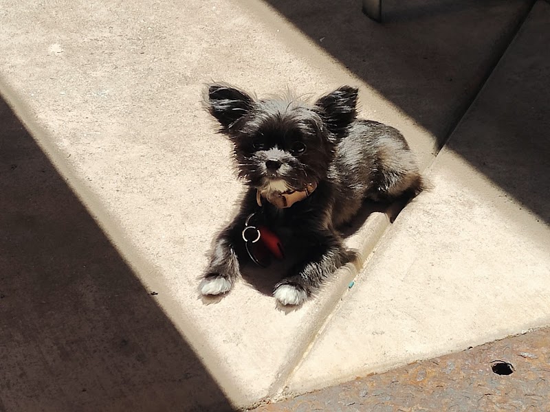 Tamalpais Dog Grooming photo 2
