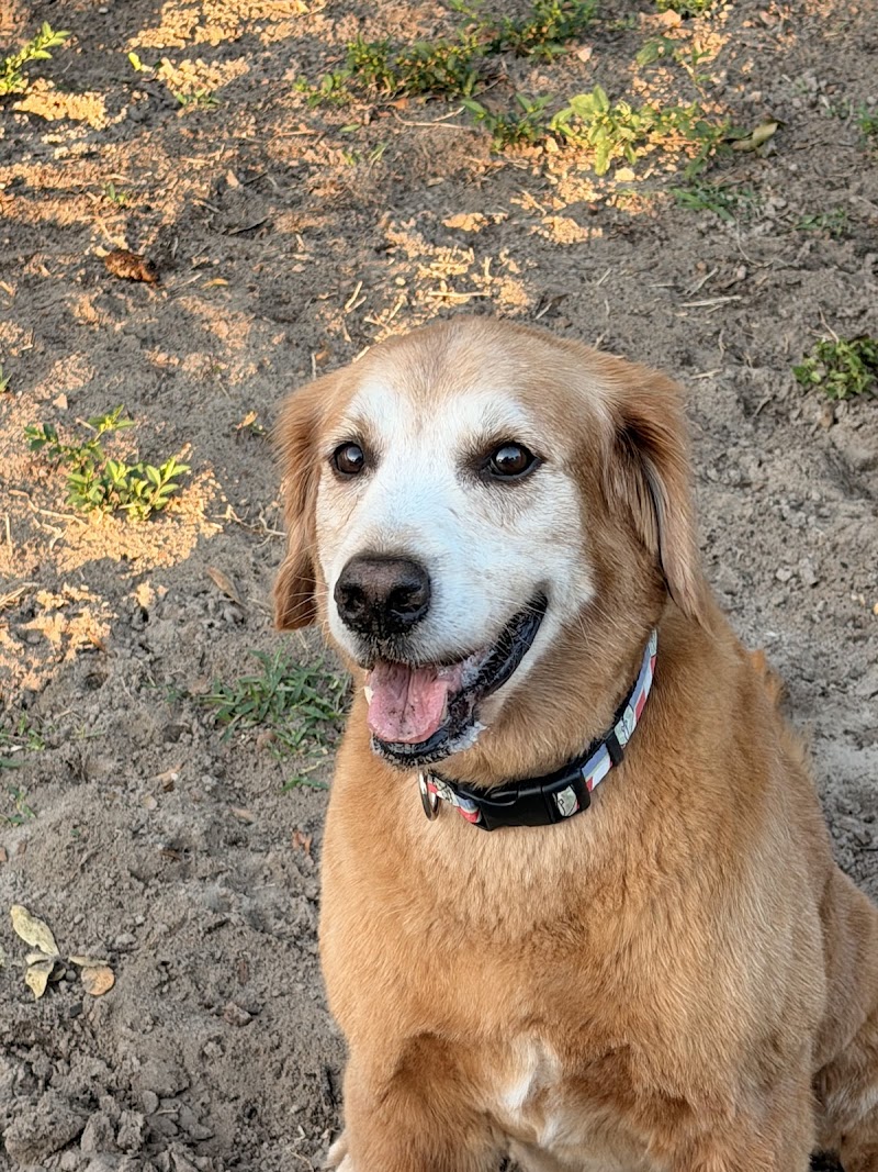 Happy Dog Staycare photo 3