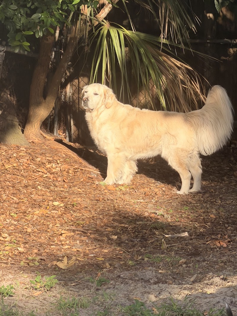 Happy Dog Staycare photo 5
