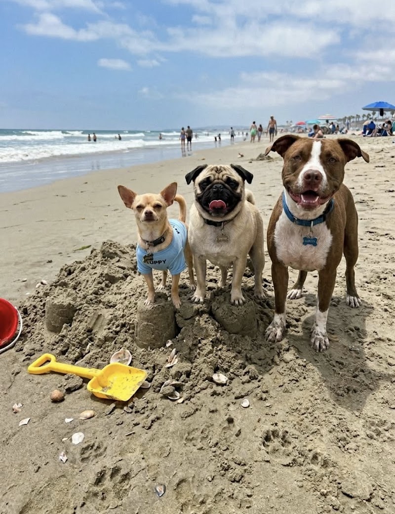 Photo of Happy Dog Staycare
