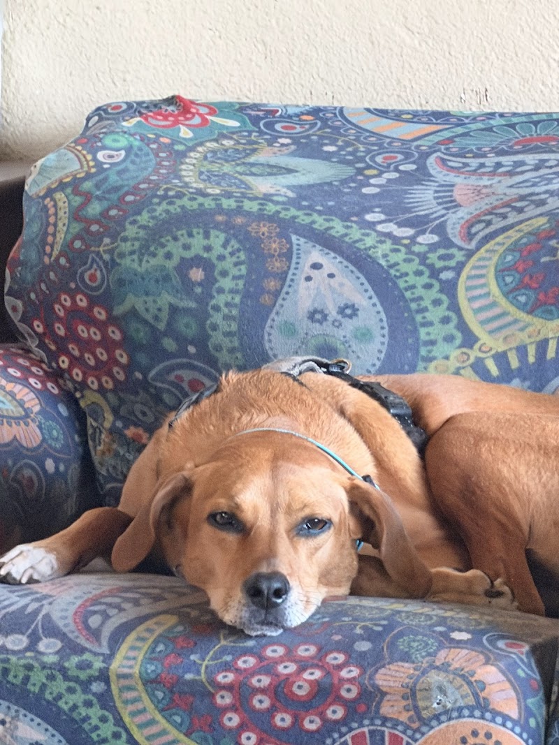 Happy Dog Staycare photo 2