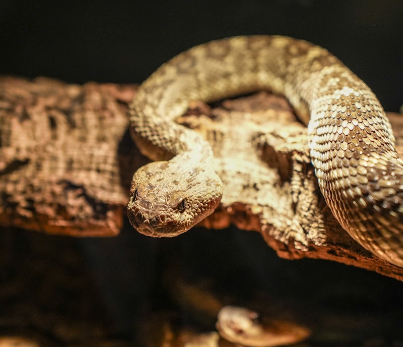 Photo of The Zoo at Arizona Rattlesnake Aversion