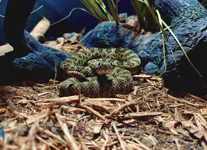 The Zoo at Arizona Rattlesnake Aversion photo 3