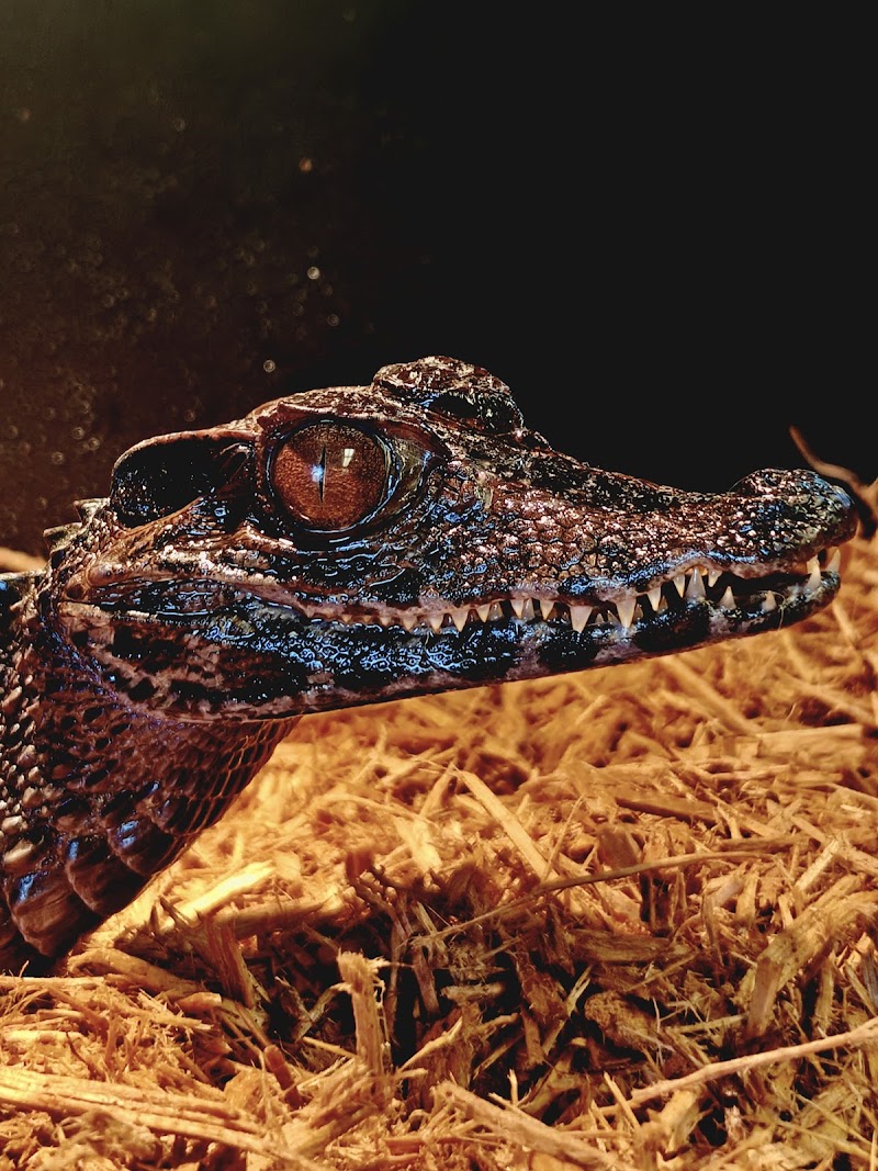 The Zoo at Arizona Rattlesnake Aversion photo 5