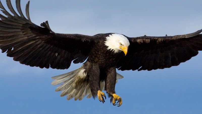 Eagle Eye Engraving photo 2