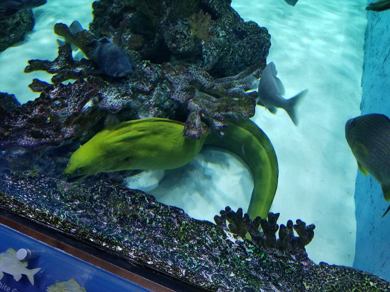 Swim with our Fish photo 3