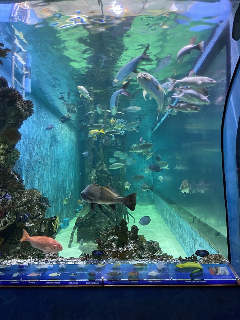 Photo of Swim with our Fish