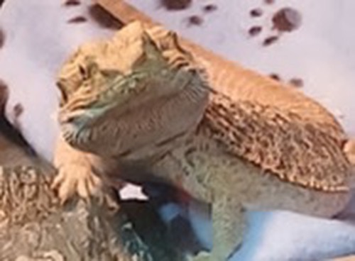 Avida Pet Cremation photo 4