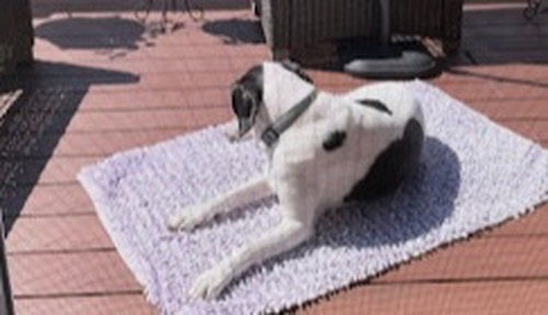 Avida Pet Cremation photo 3