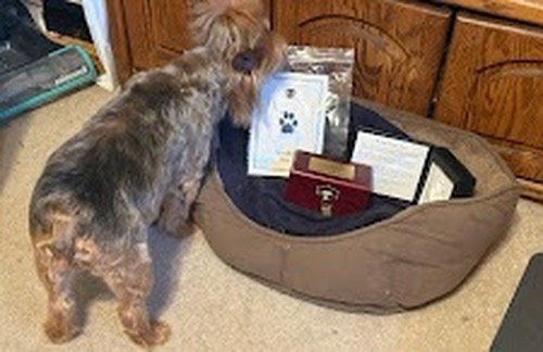 Avida Pet Cremation photo 2