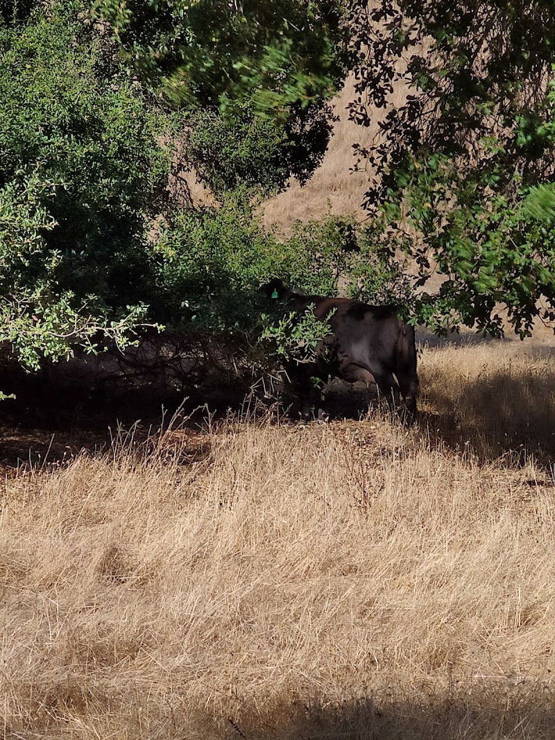 Las Trampas Ridge Trail photo 5