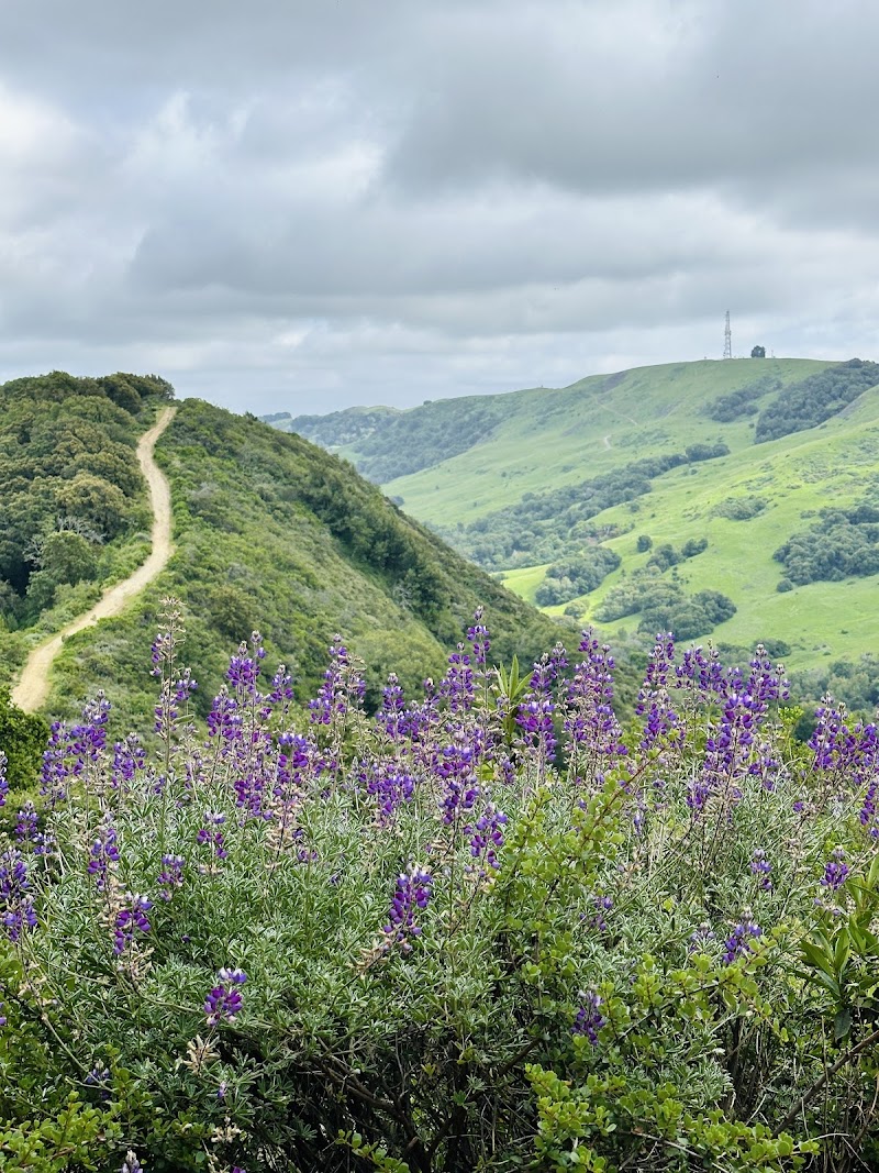 Las Trampas Ridge Trail photo 2
