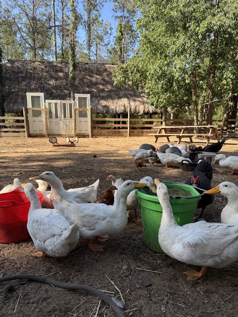Photo of Kiddos Mini Farm LLC