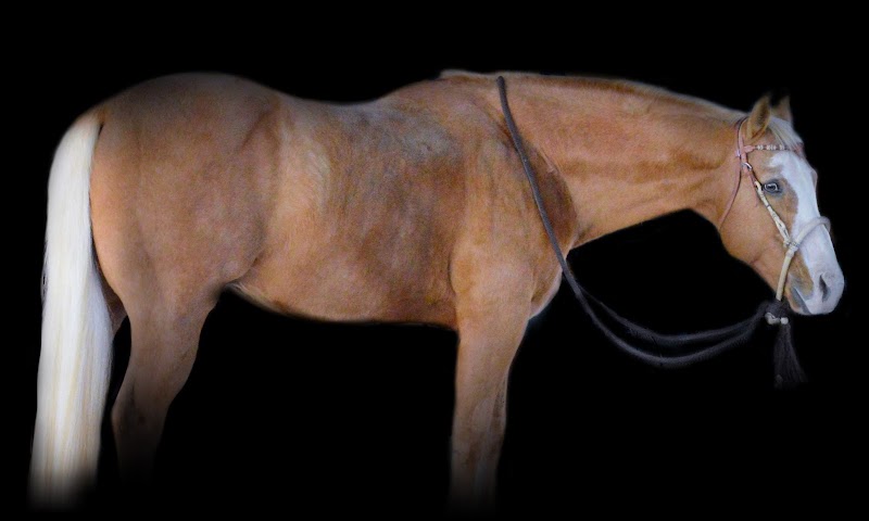 AAA Boarding and Equestrian center photo 5