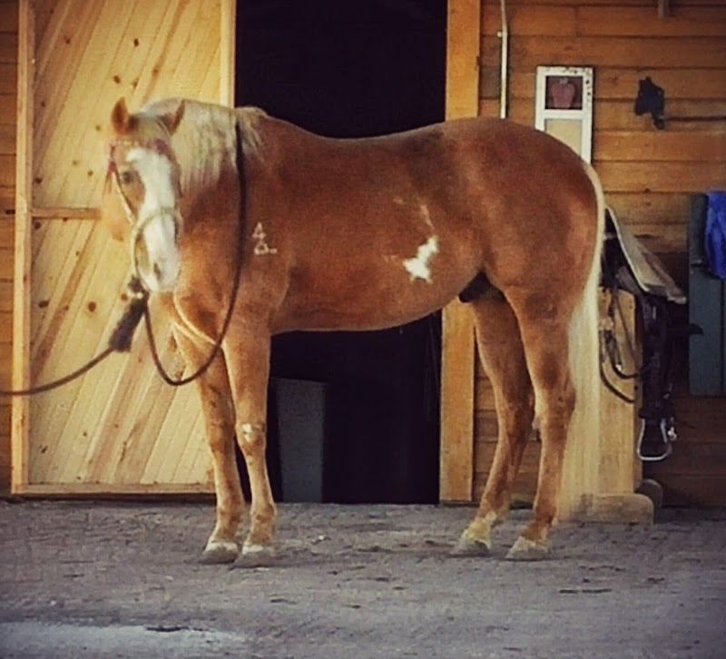 AAA Boarding and Equestrian center photo 3