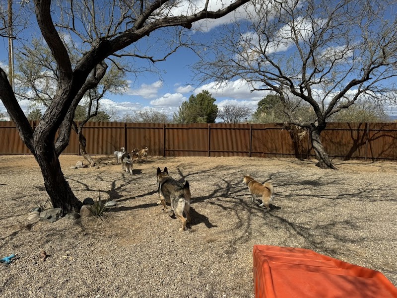 Camp Jimmydog - Vail, AZ photo 4