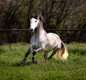 Photo of Russell Ranch