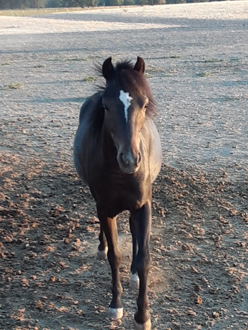 Russell Ranch photo 4