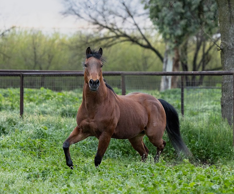 Russell Ranch photo 2