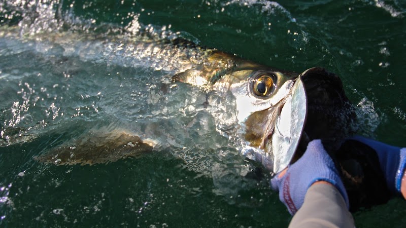 Photo of Capt Brian Jill - Tampa Bay Fly Fishing Guide