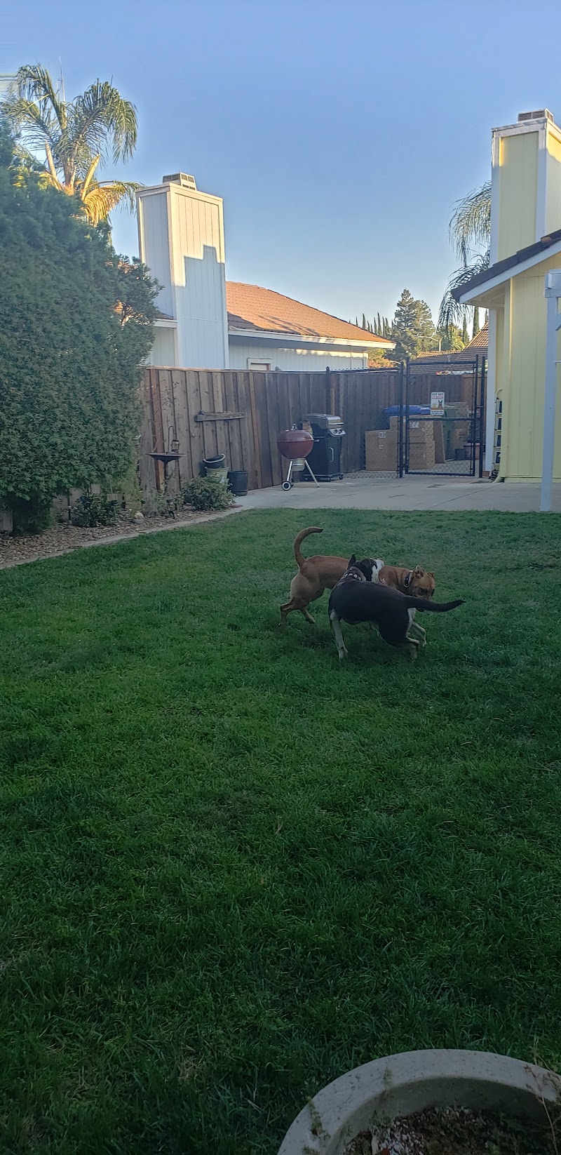 Pawsitive Pets photo 3