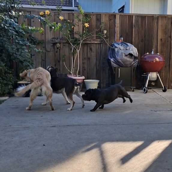 Photo of Pawsitive Pets