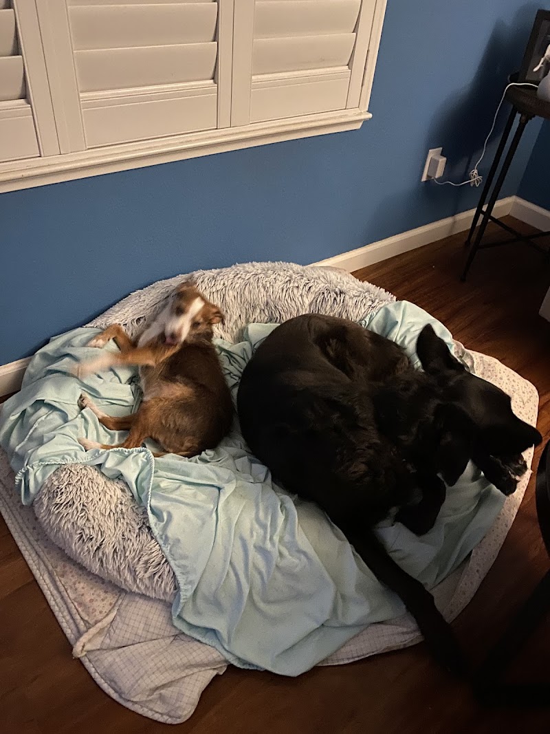 Pawsitive Pets photo 5
