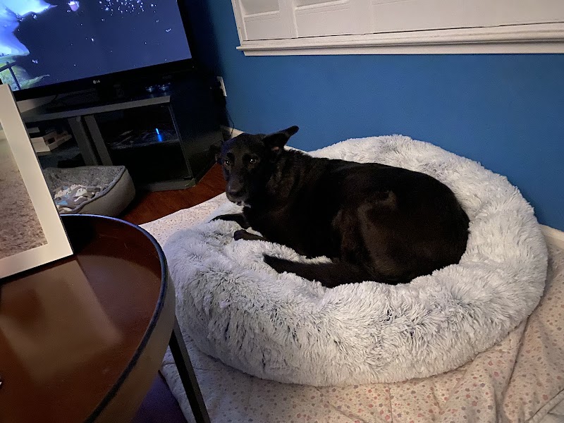 Pawsitive Pets photo 2