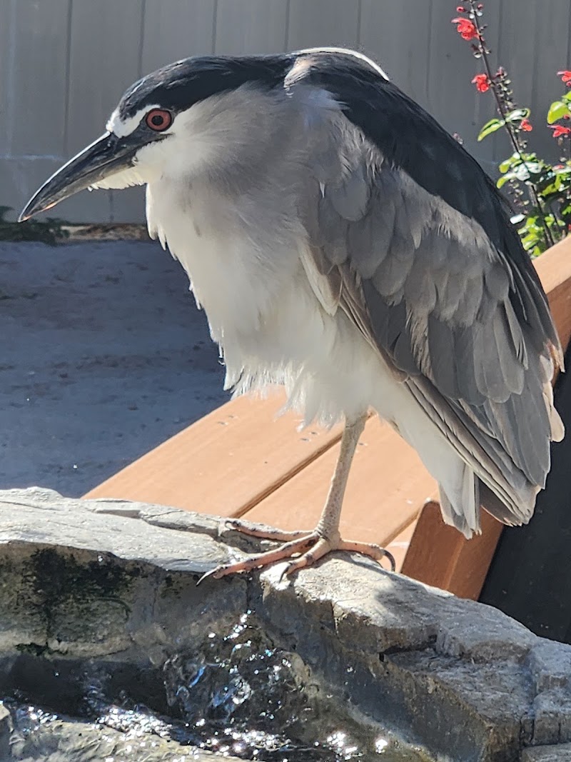 Seaside Seabird Sanctuary photo 4