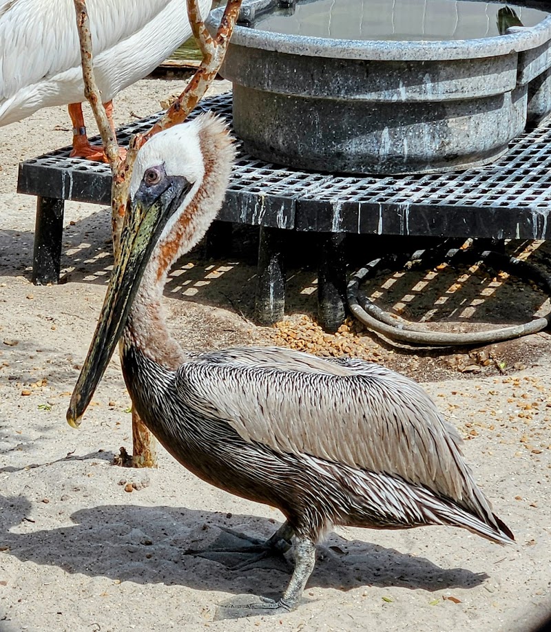 Photo of Seaside Seabird Sanctuary