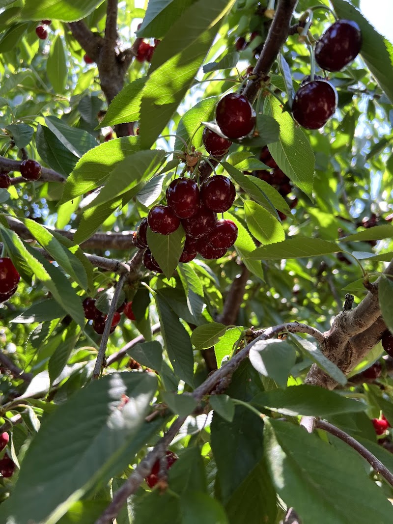 Photo of Stanley Family Farms U Pick Cherries