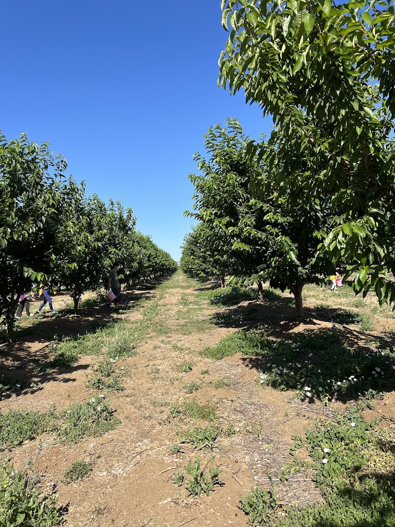 Stanley Family Farms U Pick Cherries photo 3
