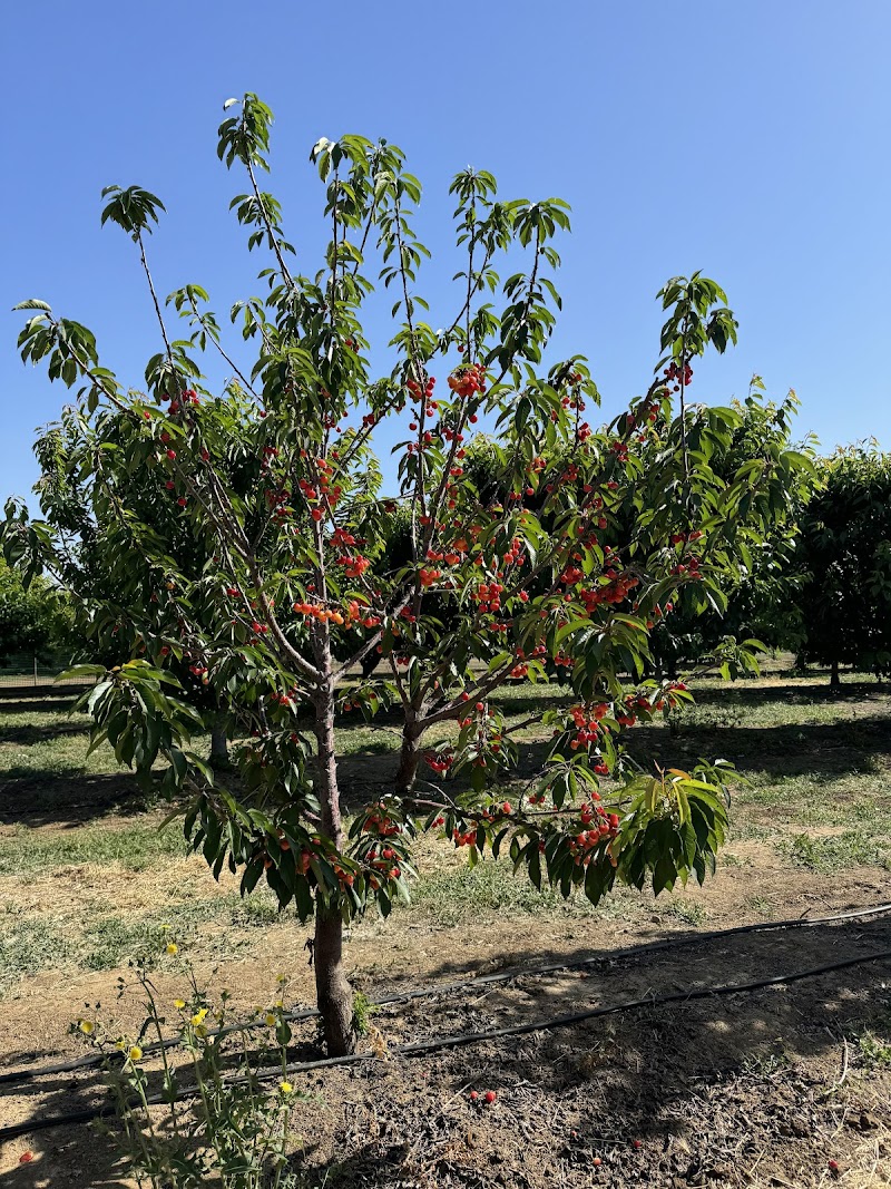 Stanley Family Farms U Pick Cherries photo 2