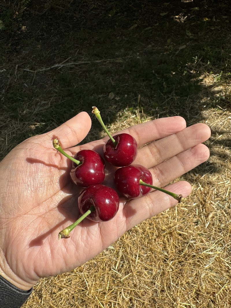 Stanley Family Farms U Pick Cherries photo 5