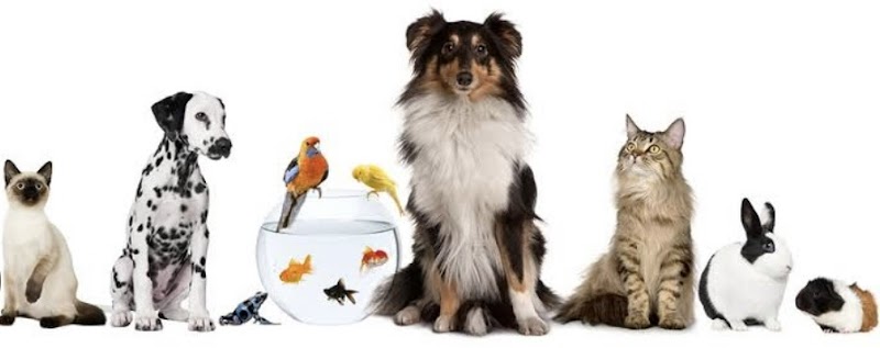 Photo of Paws and Companions