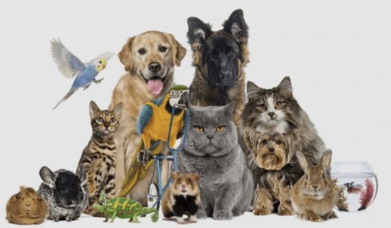 Paws and Companions photo 2