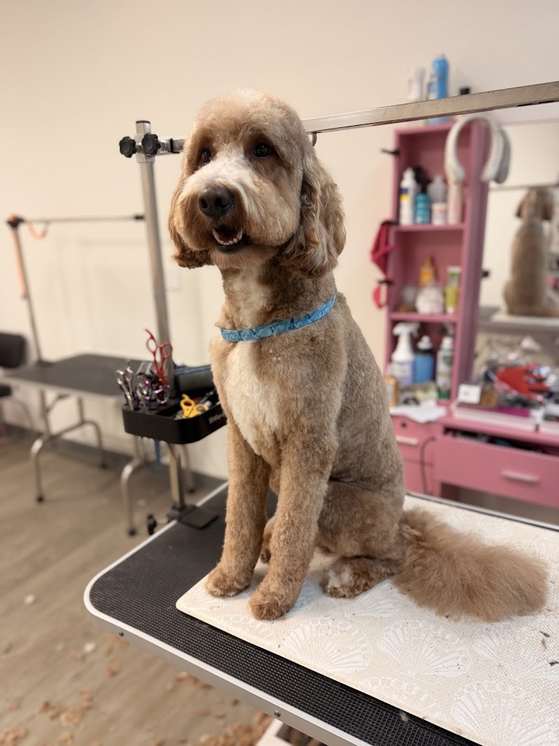 Photo of Luxe Pup Studio
