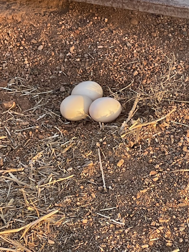 Top Knot Farms photo 4