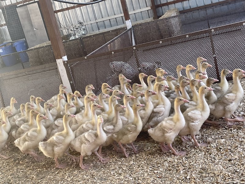 Photo of Top Knot Farms