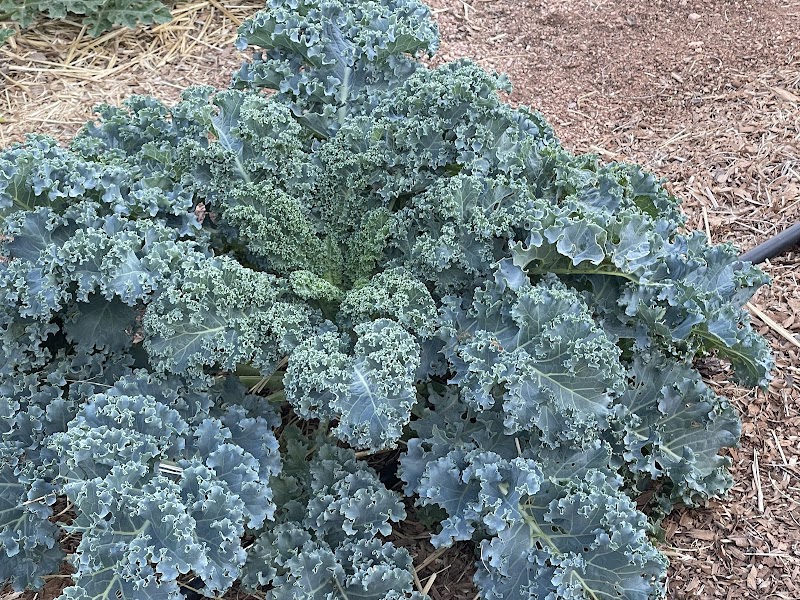 Top Knot Farms photo 3