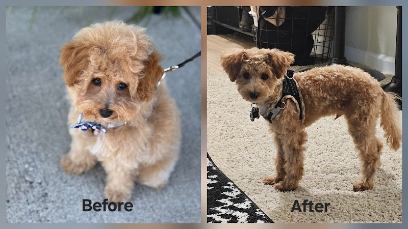 Woof Gang Bakery & Grooming Santa Clara