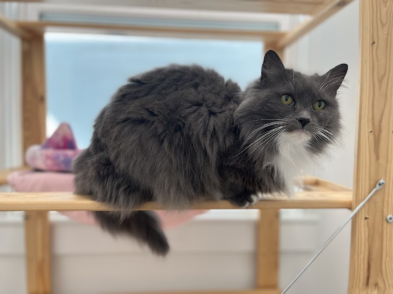 Mau House Cat Hotel photo 4